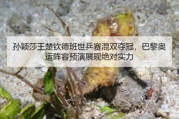 sun-ying-sha-wang-chu-qin-de-ban-shi-ping-sai-hun-shuang-duo-guan-ba-li-ao-yun-zhen-rong-yu-yan-zhan-xian-jue-dui-shi-li-2-959.jpg